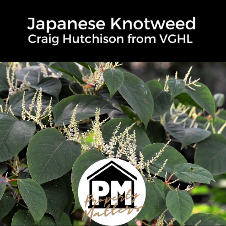 Japanese Knotweed - Craig Hutchison from VGHL
